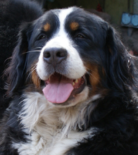 Bindhi van de Clemensberghoeve, Berner sennenhond